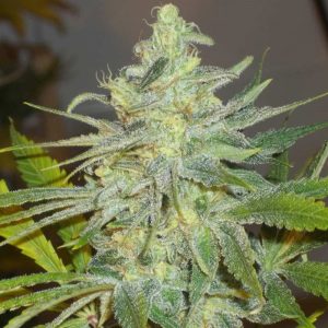 Chem Dawg Skunkfrø Feminiseret