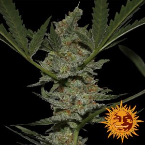 Acapulco Gold Feminiseret Skunkfrø